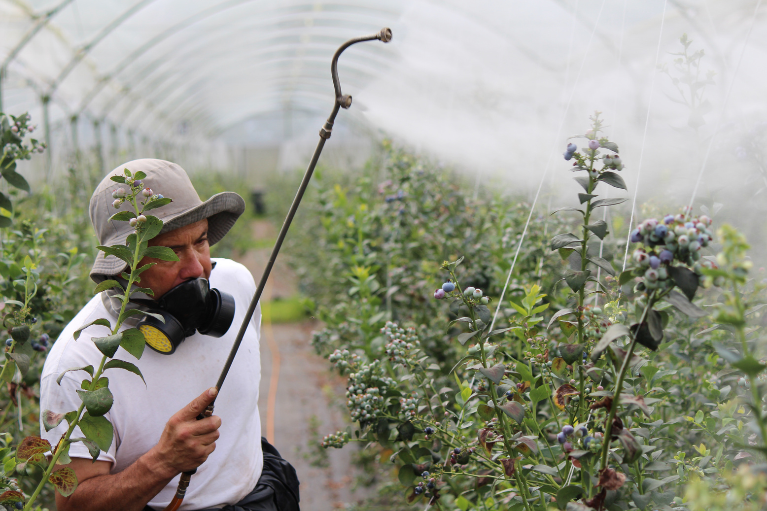 Man Fumigating the Plants 
